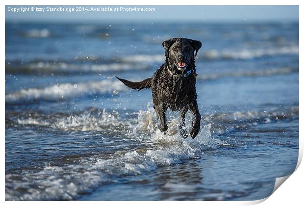 Black labrador fun in the sea Print by Izzy Standbridge
