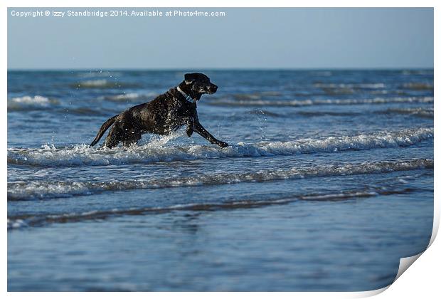 Black labrador fun in the sea Print by Izzy Standbridge