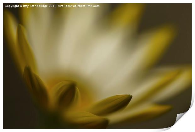  Cape Daisy, (Osteospermum), soft focus Print by Izzy Standbridge
