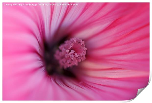  Pink Mallow, soft focus Print by Izzy Standbridge