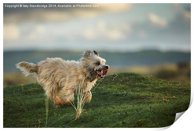  Cairn Terrier having a ball Print by Izzy Standbridge