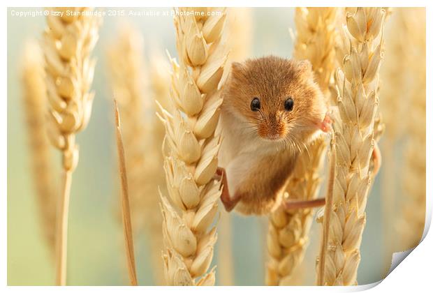 Harvest mouse in wheat stalks Print by Izzy Standbridge