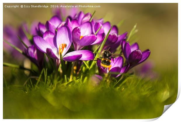 Crocuses with bumble bee Print by Izzy Standbridge