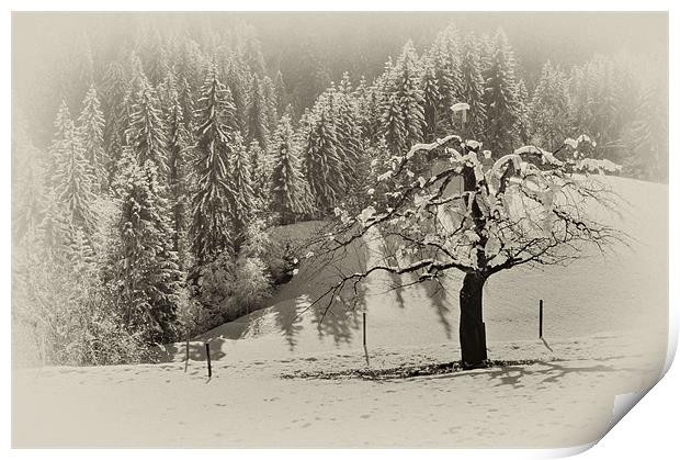 Snow covered Tree Print by richard downes