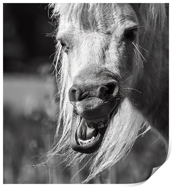 Horsing Around Print by richard downes
