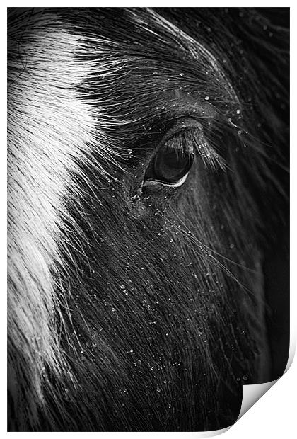 The Horses Eye Print by richard downes