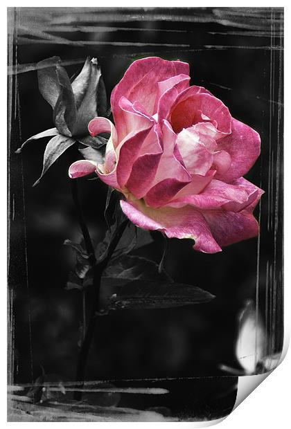 Pink Wild Rose Print by richard downes