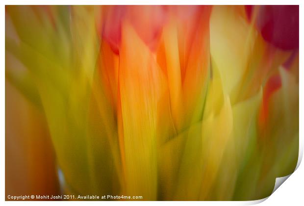 Red and Pink tulips Abstract Print by Mohit Joshi