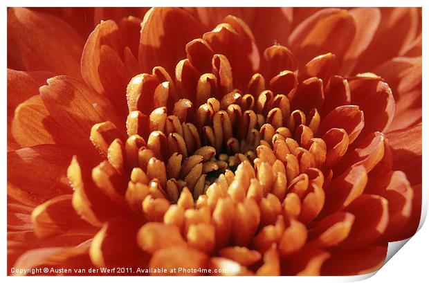 Orange Chrysanthemum Print by Austen van der Werf