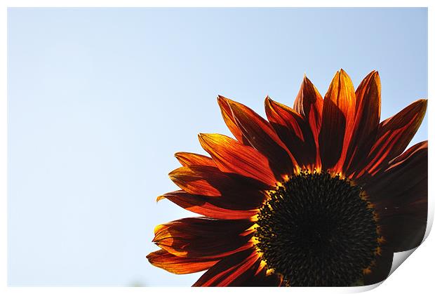 Red Sunflower Print by K. Appleseed.