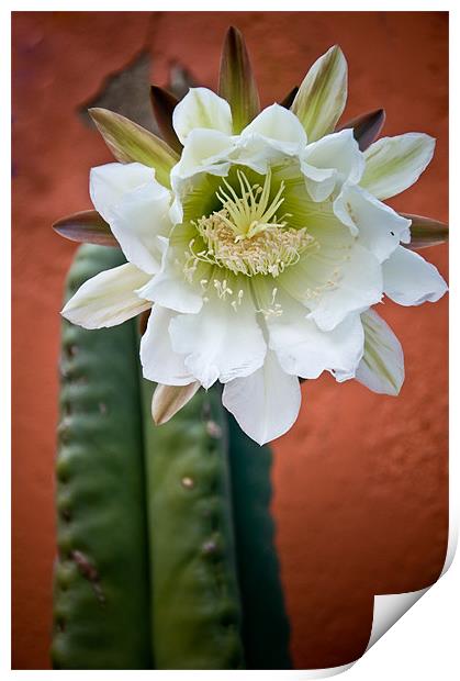San Pedro Cactus Flower Print by K. Appleseed.