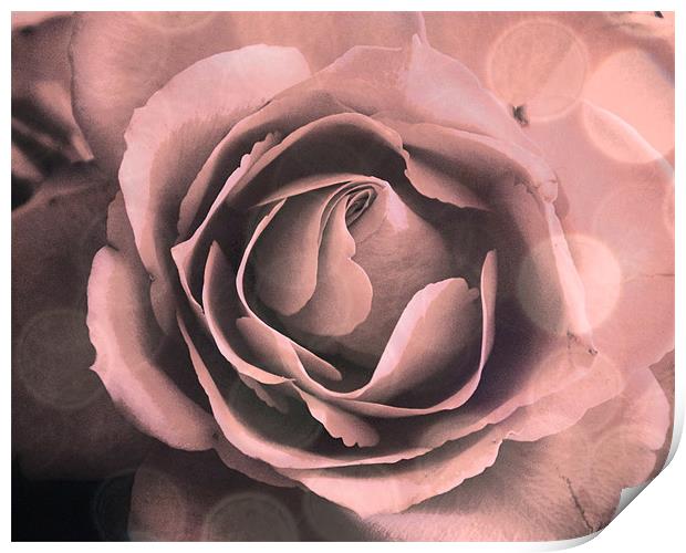 Pink Rose Abstract Print by K. Appleseed.