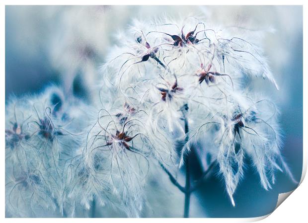 Cotton Grass Seedheads Print by K. Appleseed.