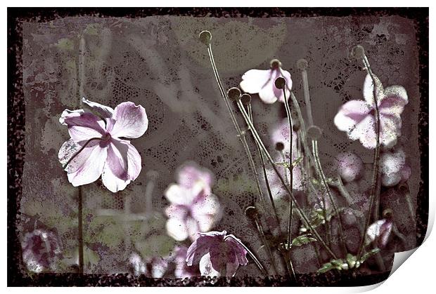 Pink flowers textured, Cockington Court. Print by K. Appleseed.