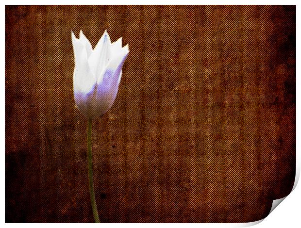White Tulip on Hessian texture... Print by K. Appleseed.