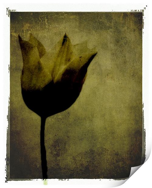 Black Tulip Print by K. Appleseed.
