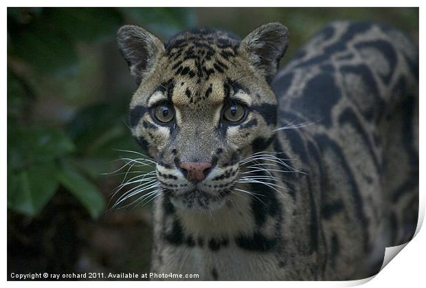 ben the clouded leopard Print by ray orchard