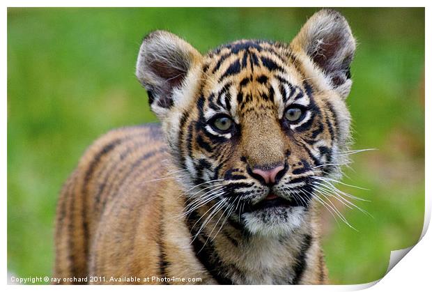 sumatran tiger cub Print by ray orchard