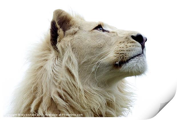 Themba the white lion Print by ray orchard