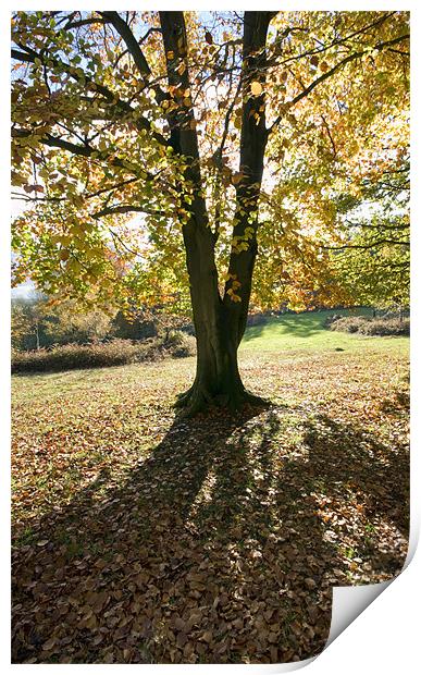 Autumn colours Print by Tony Bates