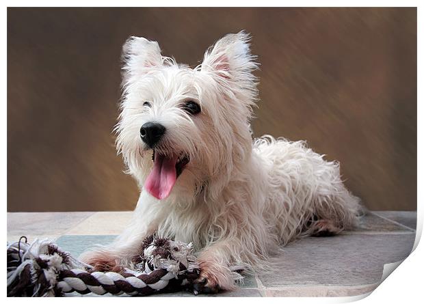 west highland terrier puppy Print by Tony Bates