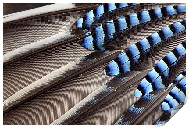 Jay wing feathers Print by Tony Bates