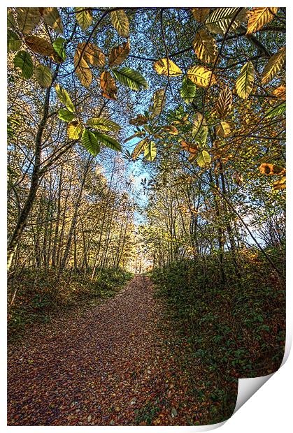 Woodland pathway Print by Tony Bates