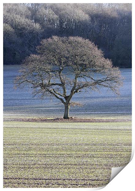 Frosted tree Print by Tony Bates