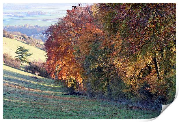 Autumn colours Print by Tony Bates