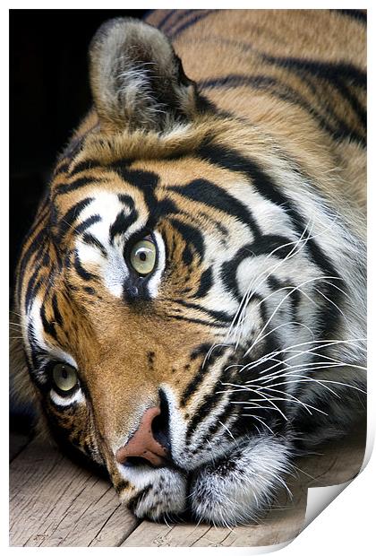 Sumatran Tiger Print by Tony Bates