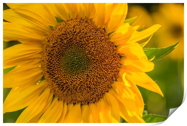 Sunflower Print by Tony Bates