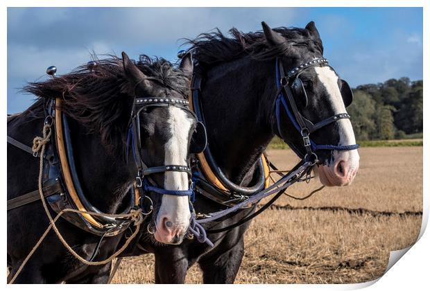 Ploughing Horses Print by Tony Bates
