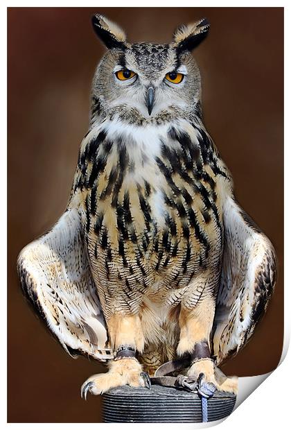 European Eagle Owl Print by Tony Bates