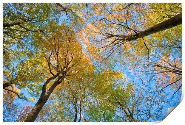 Beech tree autumn colours Print by Tony Bates