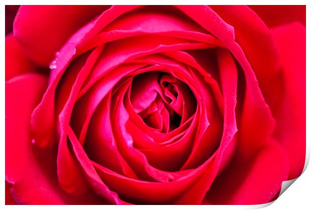 Red rose close up Print by Tony Bates