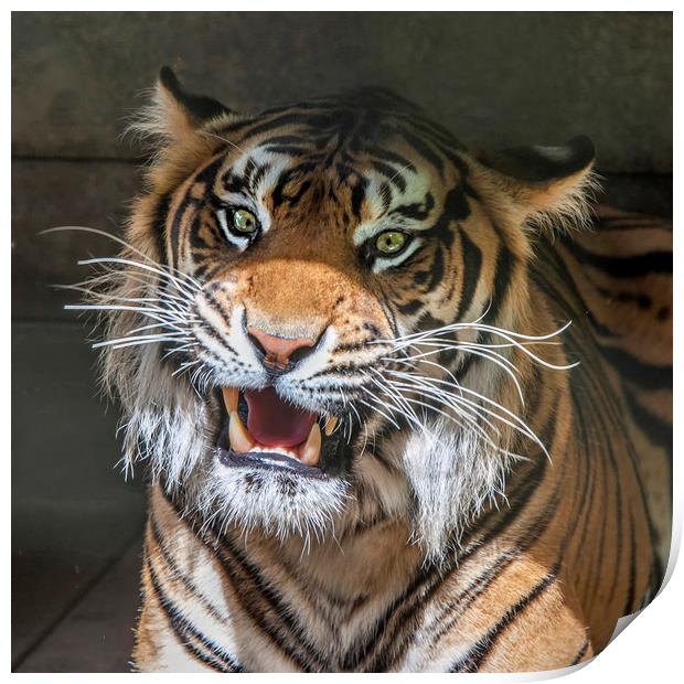Sumatran Tigers Print by Tony Bates