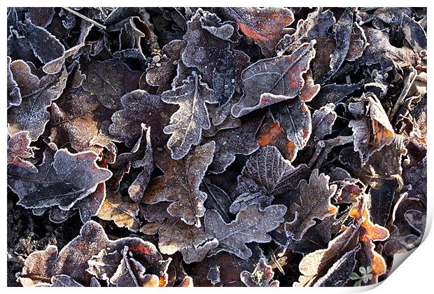 Frosted oak leaves Print by Tony Bates
