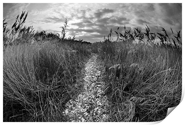 Reed bed foot path Print by Tony Bates