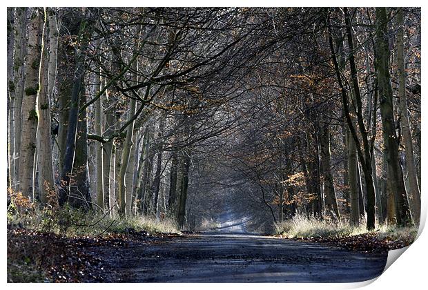 Forest Road Print by Tony Bates