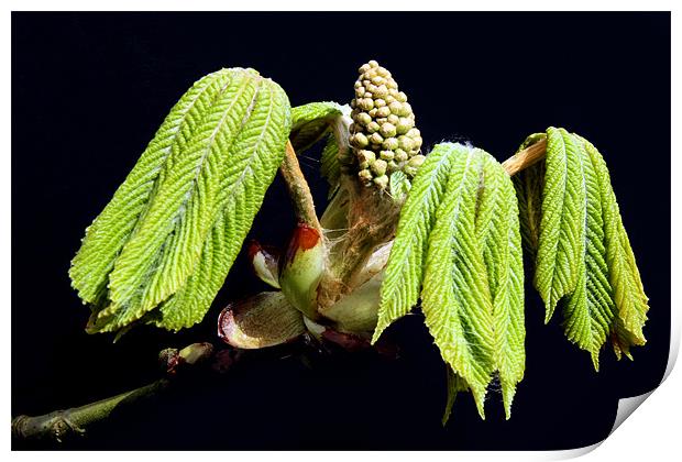 horse chestnut Print by Tony Bates