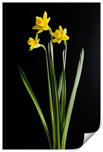 Narcissus Print by Tony Bates