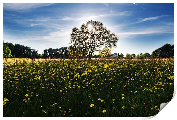 Buttercup meadow Print by Tony Bates
