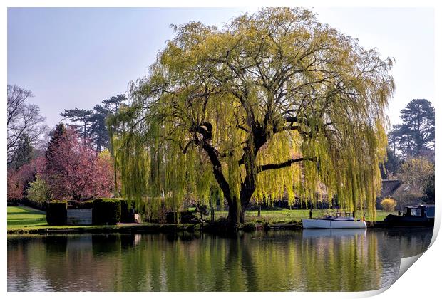 Weeping willow on the Thames Print by Tony Bates