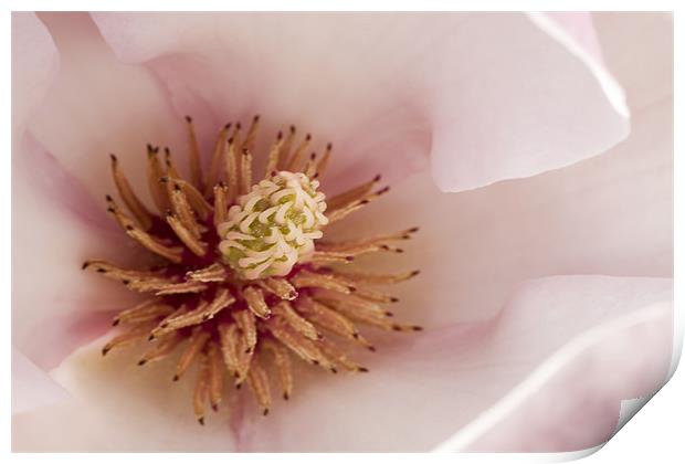 Magnolia Print by Tony Bates