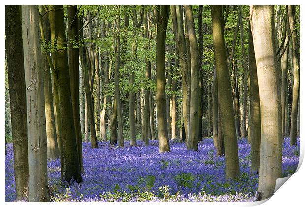 Bluebell woodland carpet. Print by Tony Bates