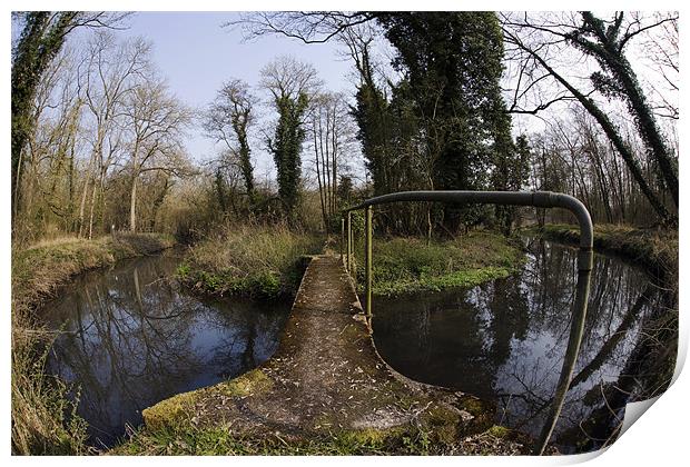 More Copse Print by Tony Bates