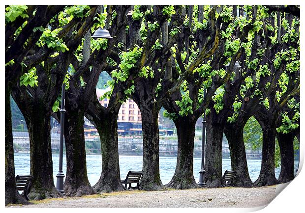 Line of trees at Lake Maggiore Print by Tony Bates