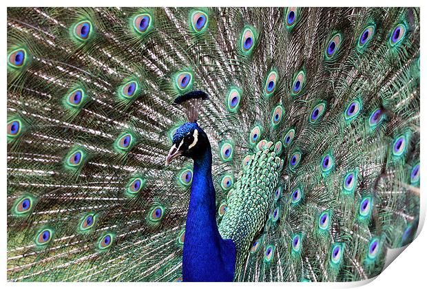 Peacock Print by Tony Bates