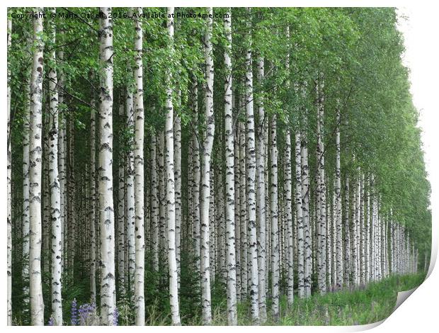 Silver birch forest                                Print by Marja Ozwell