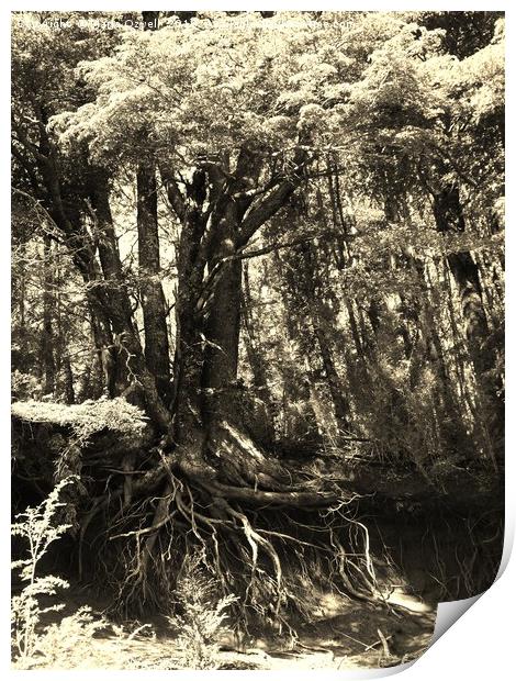 Root exposure Print by Marja Ozwell